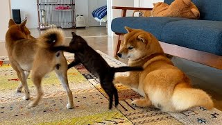 柴犬の激しさにまだ乗り切れていない猫の赤ちゃん。