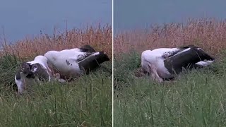 Royal Albatross first Feeding By Daddy U0026 A Curious Visitor600 Am 20260123