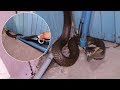King Cobra Caught After Getting Stuck Under A Wooden Door King Cobra Caught After Getting Stuck Under A Wooden Door