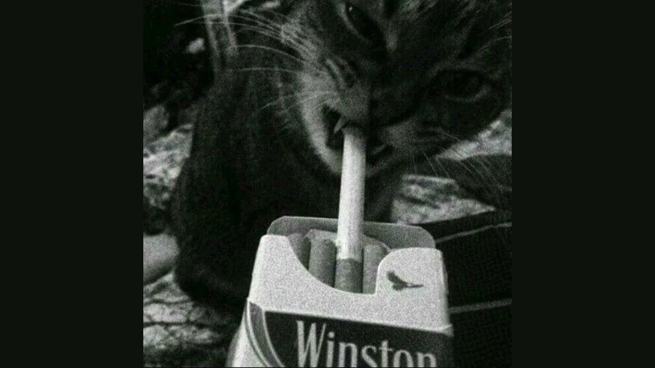 VK - MALA RAZA - INSTRUMENTAL