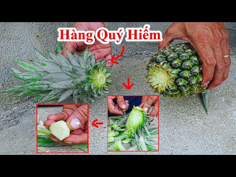 Video Bao Năm Ăn Trái Thơm MÀ Không Biết Phần Này Là Ngon... - youtube