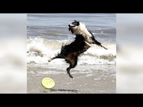 BORDER COLLIE is the animal you have to watch now, you'll LAUGH!