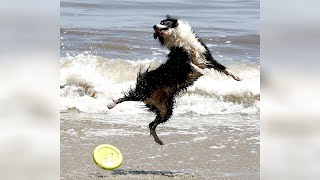 BORDER COLLIE is the animal you have to watch now, you'll LAUGH!