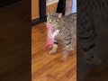 Funny cats hungry for food | Funny cats, dogs and animals ep22 #funnycats #cat #catvideos