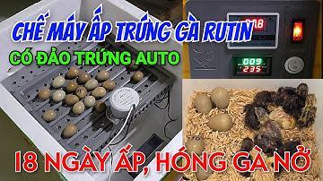 Tự Chế Máy Ấp Trứng Gà Rutin Mini | Quá trình ấp 18 Ngày Gà Rutin Nở | Timelapse cảnh gà rutin nở