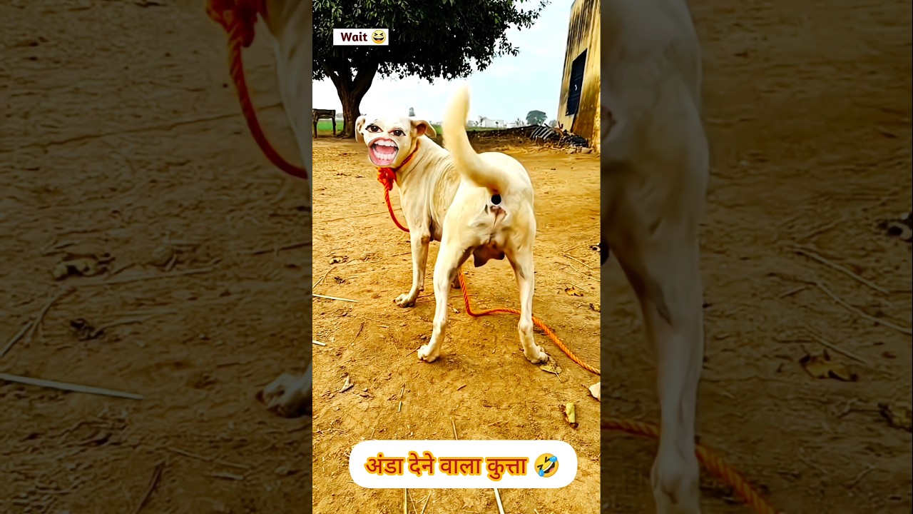 अंडा देने वाला कुत्ता 😂 #funny #comedy #thetharpuns #shilpisaroja #shorts