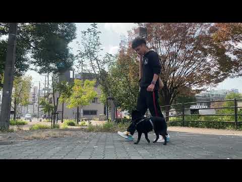 スキッパーキの”オセルくん”と散歩トレーニング！