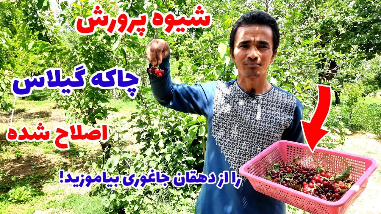 شیوه پرورش چاکه گیلاس اصلاح شده در جاغوری jaghori