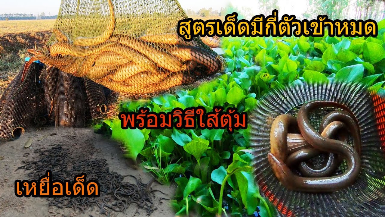 บอกสูตรเหยื่อเด็ด สูตรนี้มีตัวเข้าจนหมด พร้อมวิธีใส่ตุ้มปลาไหล  ยามปลาไหลเข้าทุกหลัง