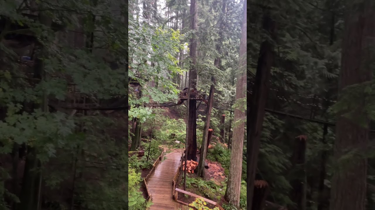 walking through the trees of canada 