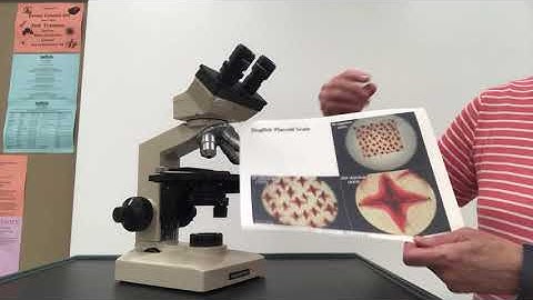 Lab 1 Microscope