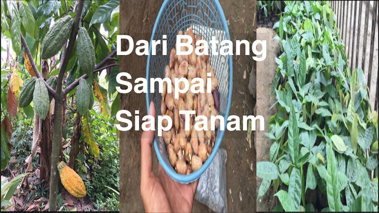 cara melakukan pembibitan coklat/kakao dari buah sampai siap tanam