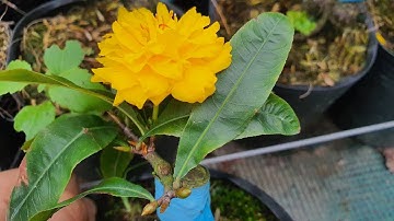 Mai cúc vip( tri kỷ). 80k/ cây bao ship. 0379640642..19/11/2020