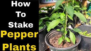 How to Stake Pepper plants - How to support pepper plants