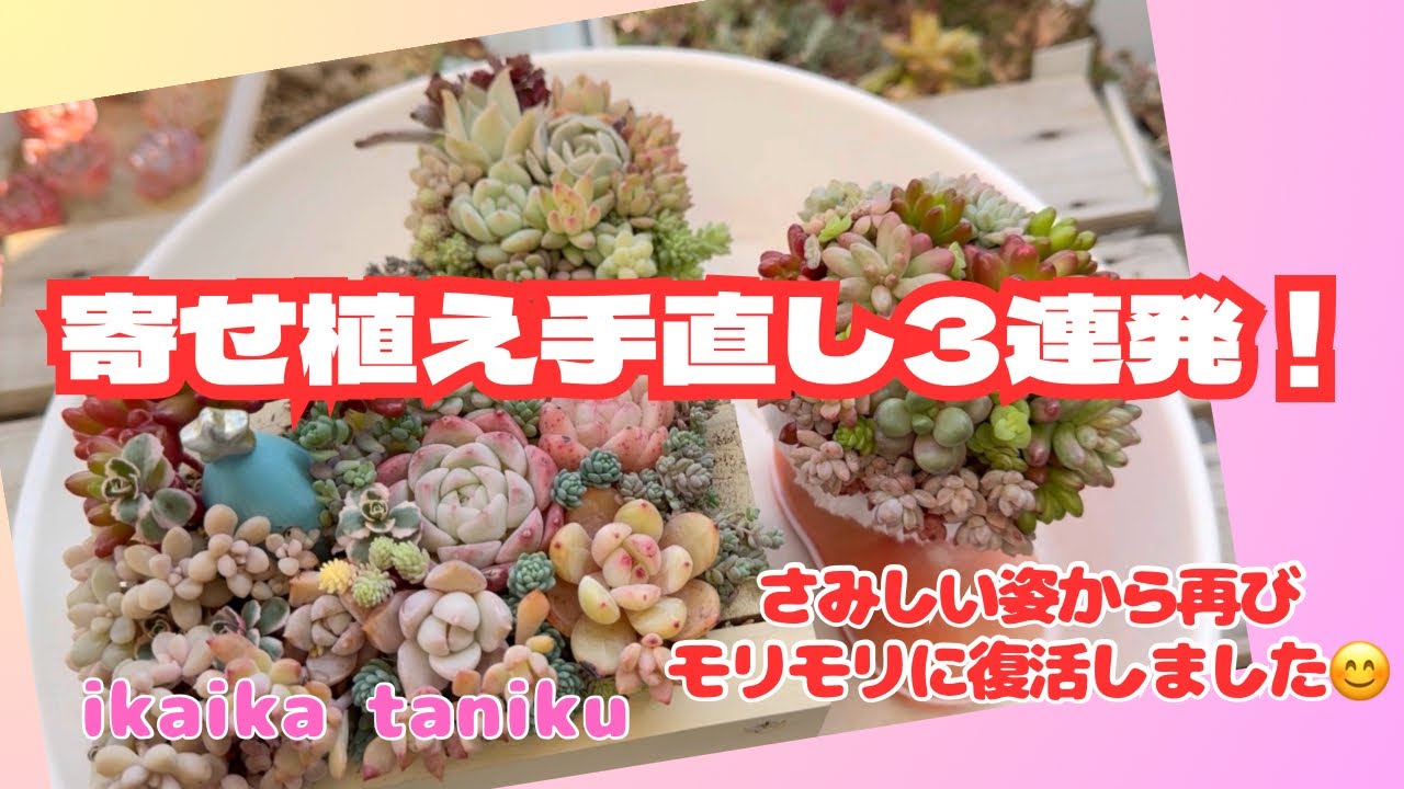 #219 『多肉植物』寄せ植え手直し3連発！