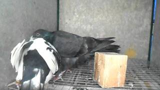 Imagen 039.avi