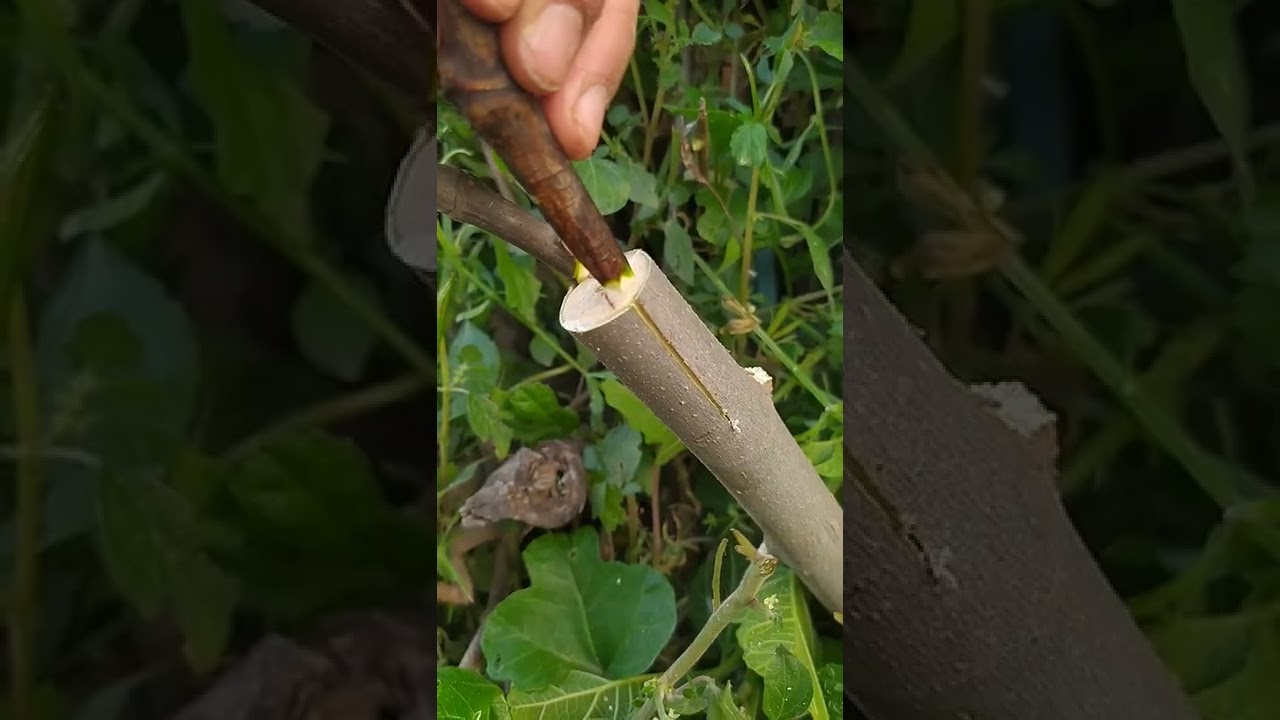 greffage figuier en couronne