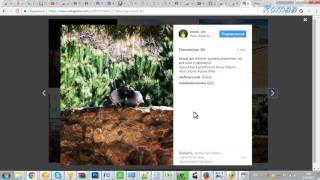 Как скачать видео с Инстаграма без программ Как скачать видео с Инстаграма без программ