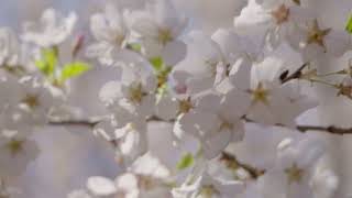 Spring Cherry Blossom Ontario | 4K Stock Footage Reel screenshot 5