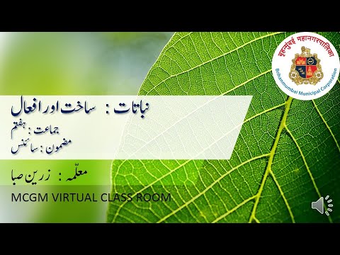 STD 7/ SCIENCE/ PLANTS;STRUCTURE AND FUNCTION/ NABATAT : SAKHT OR AF&rsquo;AL/نباتات :ساخت اور افعال /URDU