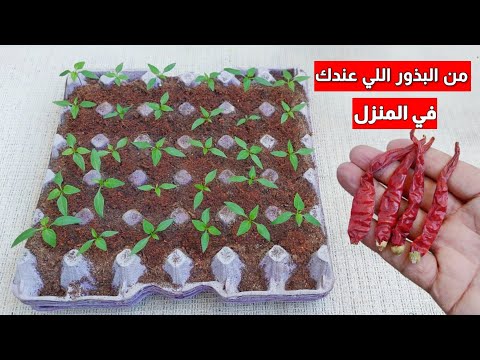 فيديو: زراعة القرع على شكل - كيفية زراعة القرع داخل قالب