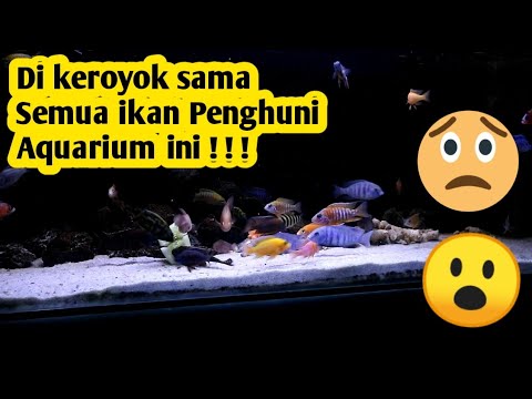 Makanan pokok ikan cichlid afrika |  wajib ga wajib