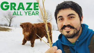GRAZING COWS ALL WINTER LONG... But How?
