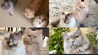 My beautiful Cats #viralcat #catvideos #catlife