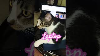 when I open My laptop #funny #youtubeshorts #viralreels #funnycats