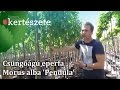 Csüngőágú eperfa - Morus alba 'Pendula' (Szomorú eperfa)