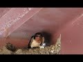 A Barn Swallow Colony  #wildlife #birds #barnswallow