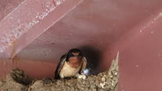 A Barn Swallow Colony  #wildlife #birds #barnswallow