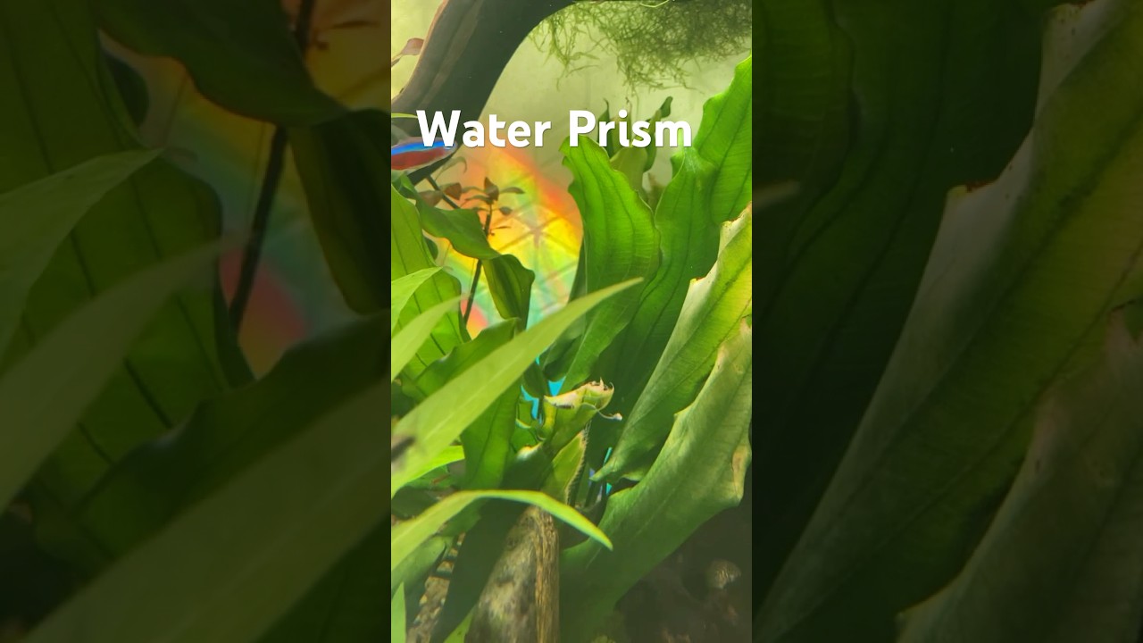 Fire Effect in Fish Tank / Water Prism Splitting White Light 