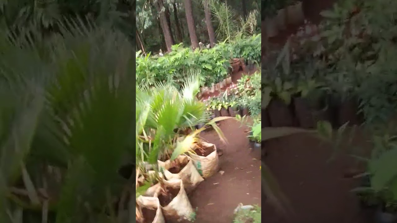 Seeds Grafted Fruit Seedlings All Varieties Along Ngong Road