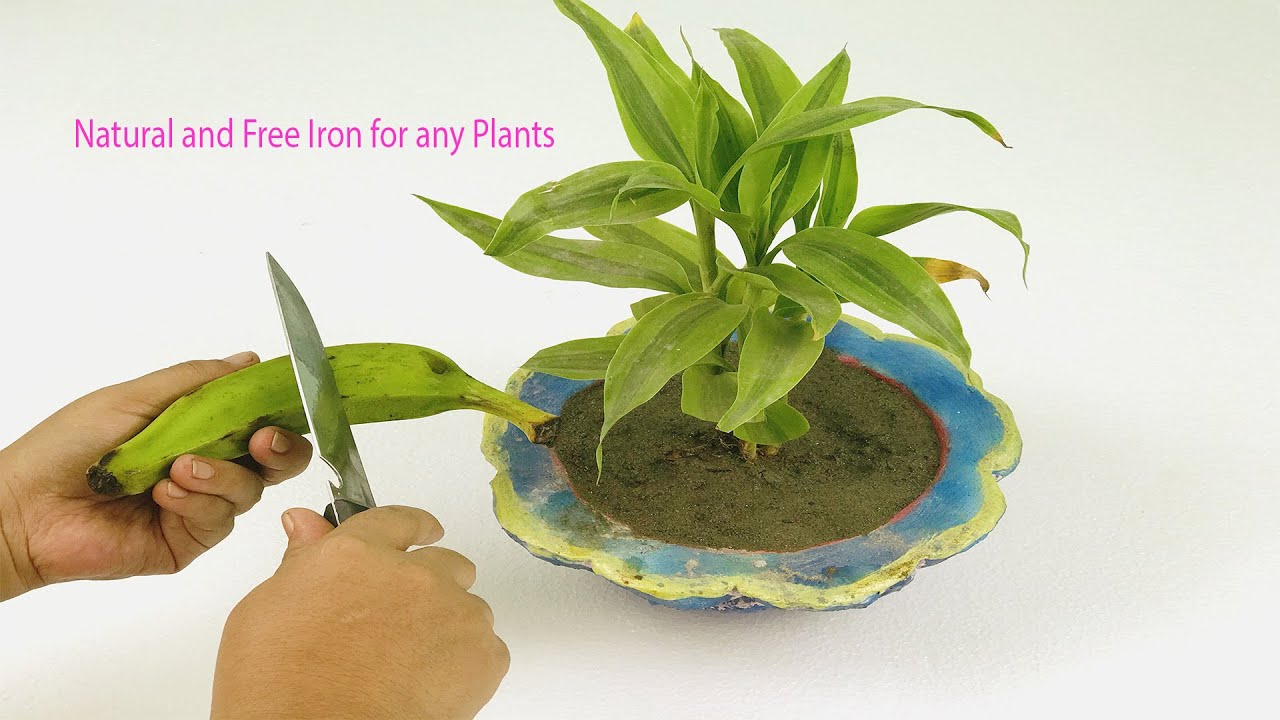 Natural and Free iron for any plants Liquid Iron fertilizer