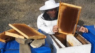FAZLA BOŞ PETEKLERİ VE PETEK  BALLARI NASIL MUHAFAZA   ETMELİYİZ GÜVEDEN NASIL KORURUZ