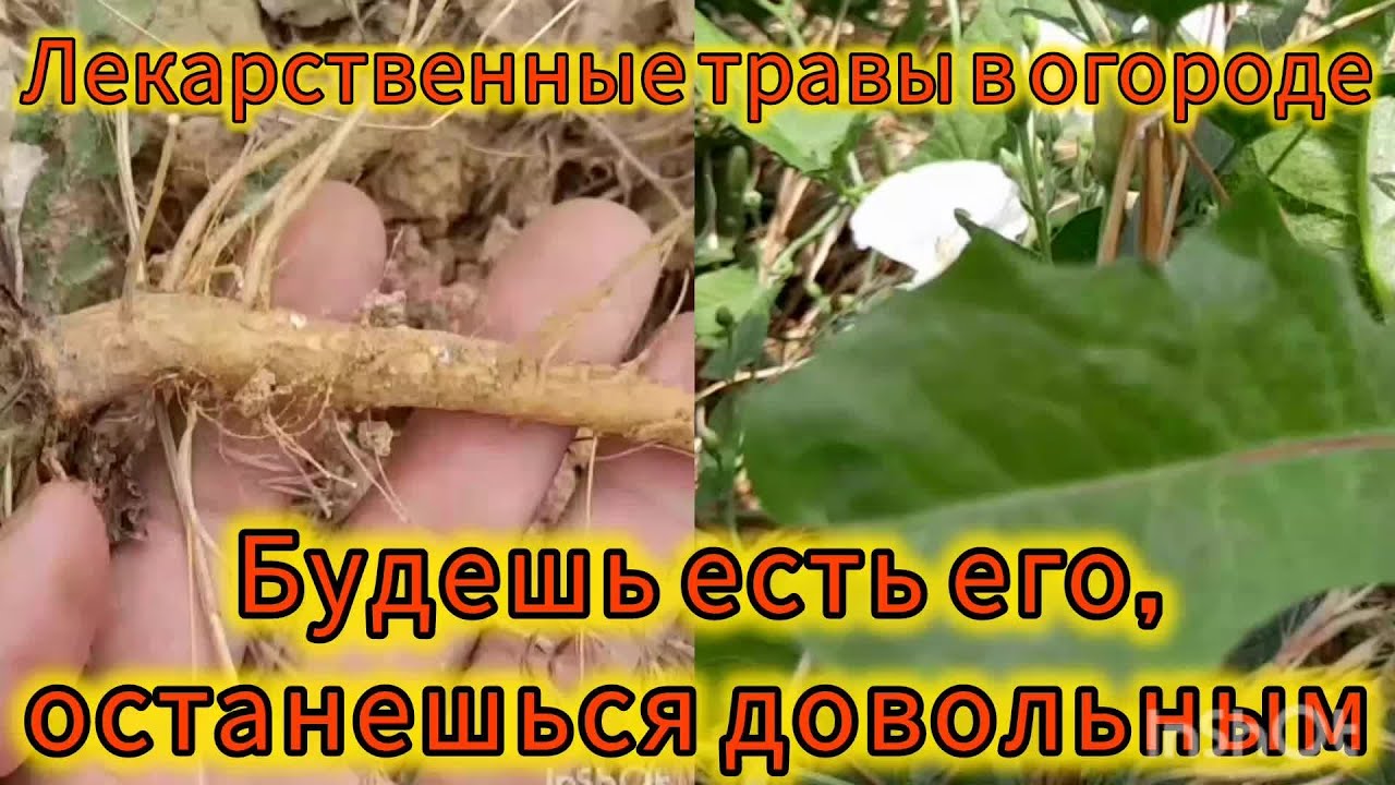 ОТ КОРМЛЕНИЯ ГРУДЬЮ МАЛЫШЕЙ И ДО АСТЕНИИ ПОЖИЛЫХ ЛЮДЕЙ, в помощь вам ...