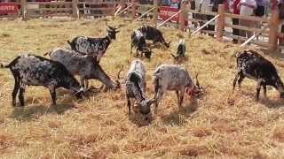 The farm in the city - #Lisboa 2013 #Portugal