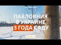 Павловния в Украине. Три года саду. Уход и рекомендации Пасечникам. Часть 1 Paulownia in Ukraine.