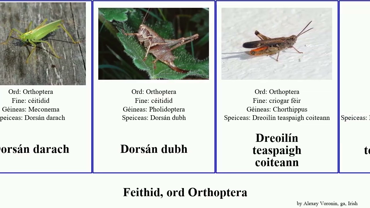 Feithid, ord Orthoptera teaspaigh dreoilín monster insect americana simplex rufus glas australis