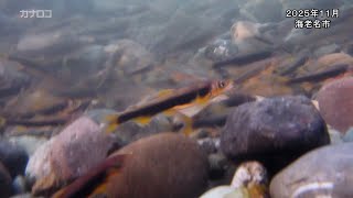 相模川のアユ産卵場、2週間で推定2400万粒の卵確認 人工的に設置 関係者は「大成功」／神奈川新聞（カナロコ）