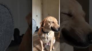Doggo guilty smile be like~ Doggo guilty smile be like~