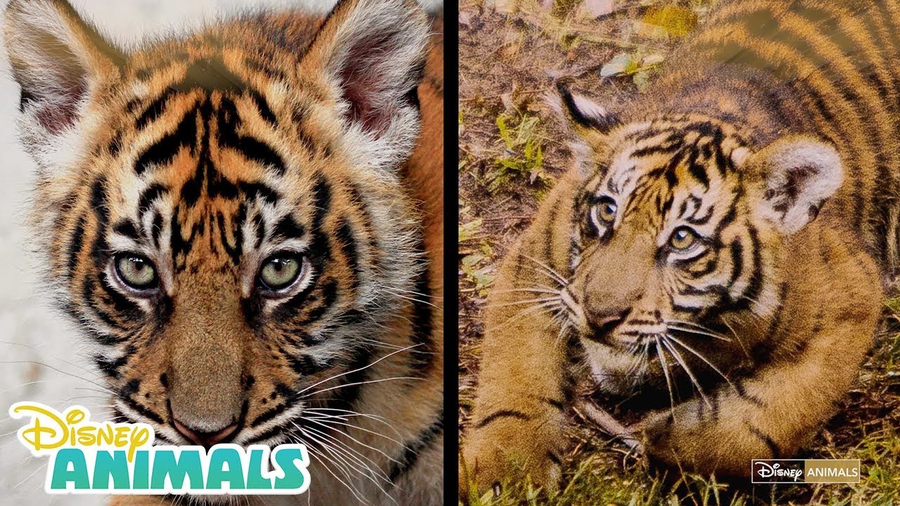 Baby Tiger Cubs ๐ฏ| Disney Animals | Disney Junior
