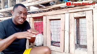 Health Benefits Guinea Grass to Rabbits