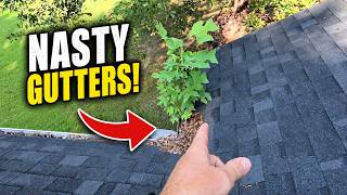 These Gutters Were So Clogged a Tree Was Growing in Them