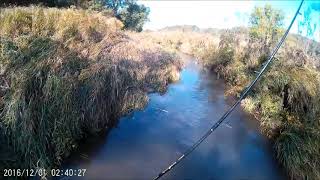 Trout fishing pompey pillar creek -