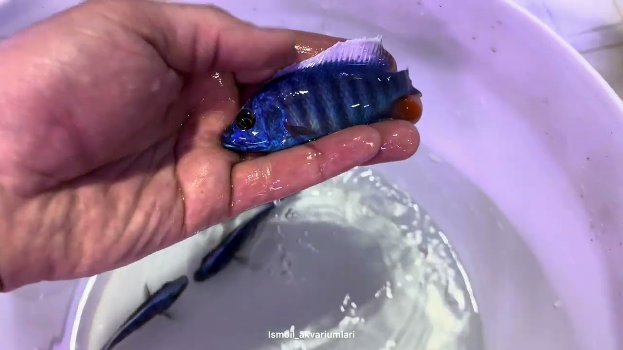Baliq tanlash xaqidayam bir yahshi video olaman#aquarium #fishtank #aquariumfish #ismoilakvariumlari