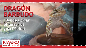 ¿Qué se necesita para el hábitat de un dragón barbudo?