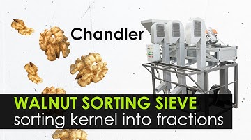Automated sorting of walnut kernels from the orchard. Chandler variety. Vibro sieve