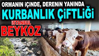 Muhteşem Konumda Büyükbaş Kurbanlık Çiftliği / İstanbul Kurbanlık Fiyatları 2026